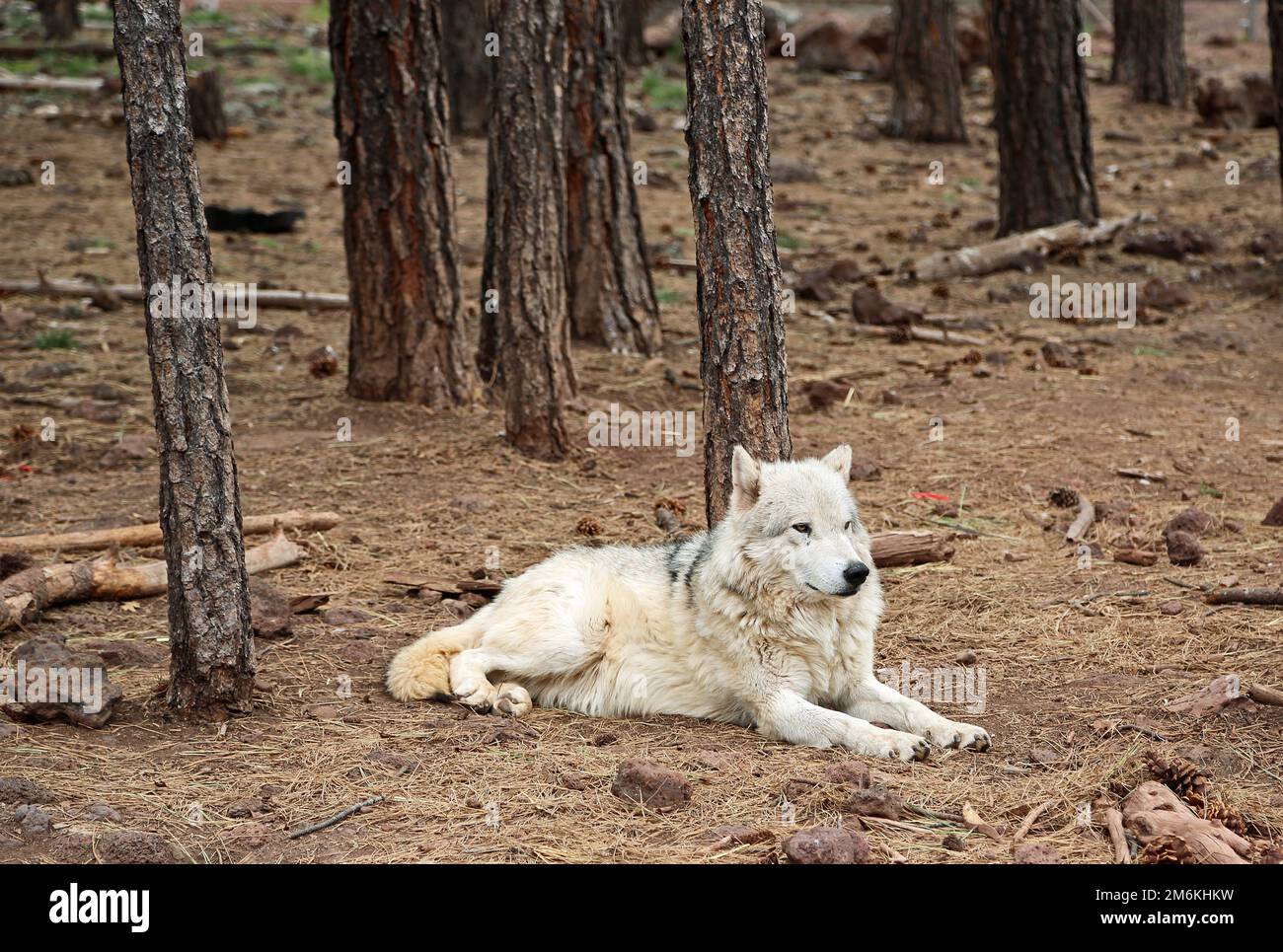 Alaskan tundra Wolf in forest Stock Photo