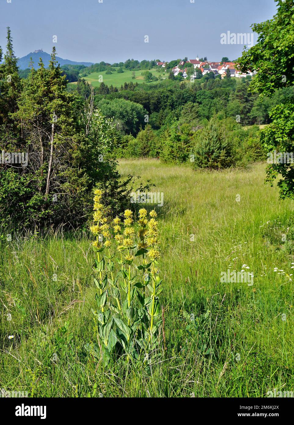 Yellow gentian; bitter root; bitterwort Stock Photo Alamy