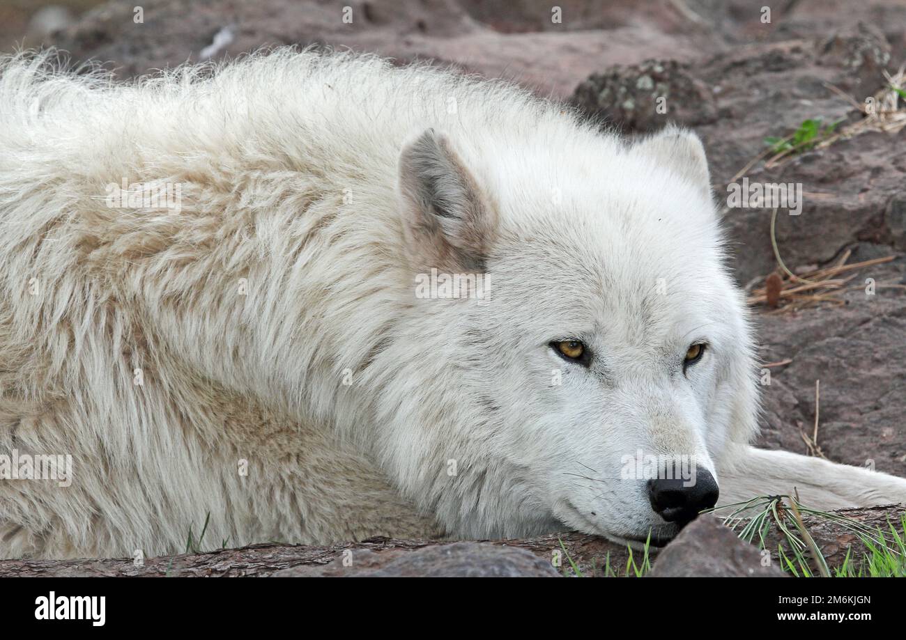 Wolf close hi-res stock photography and images - Alamy