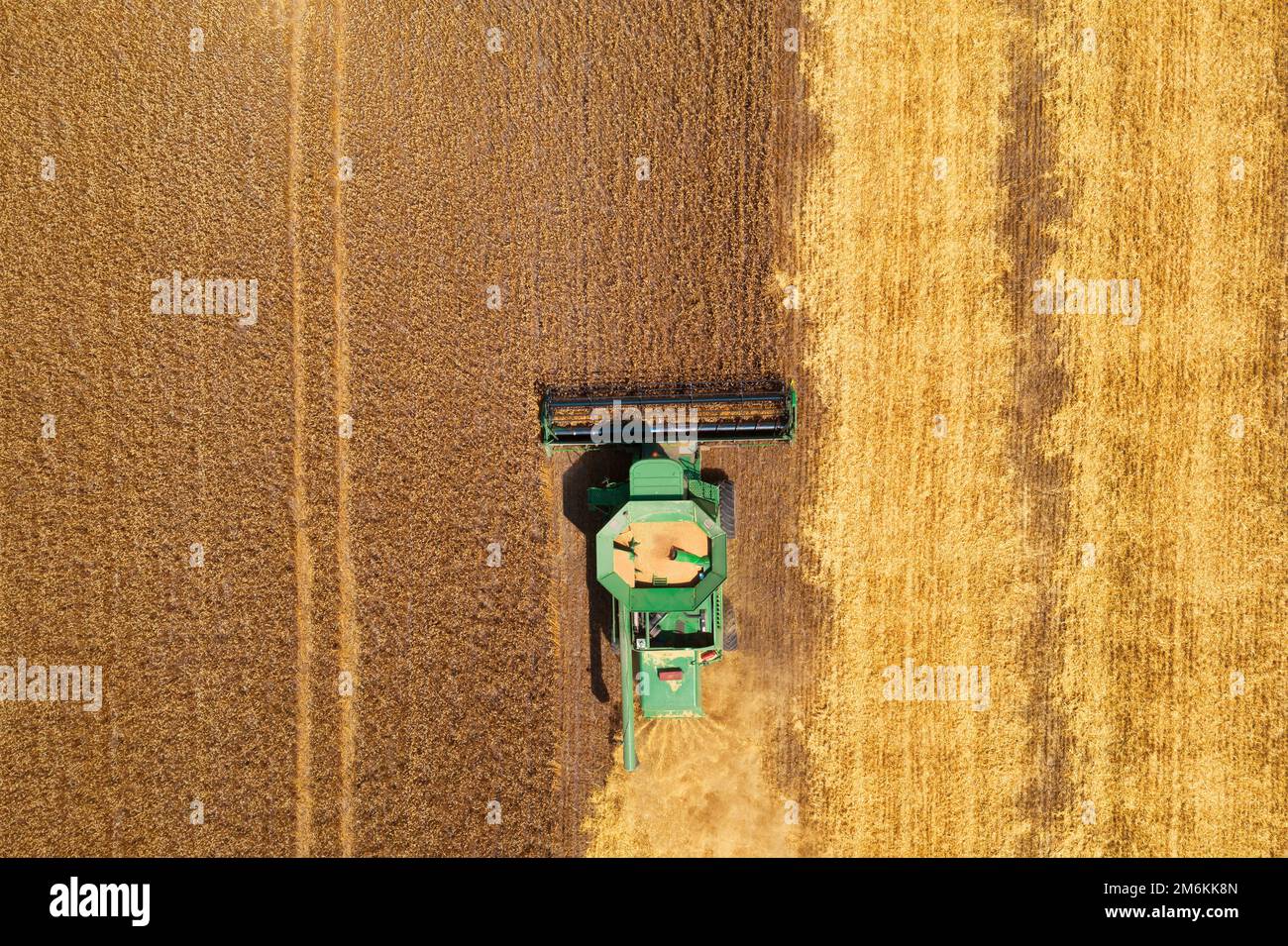 A combine harvester harvests wheat in the field. View from a drone ...