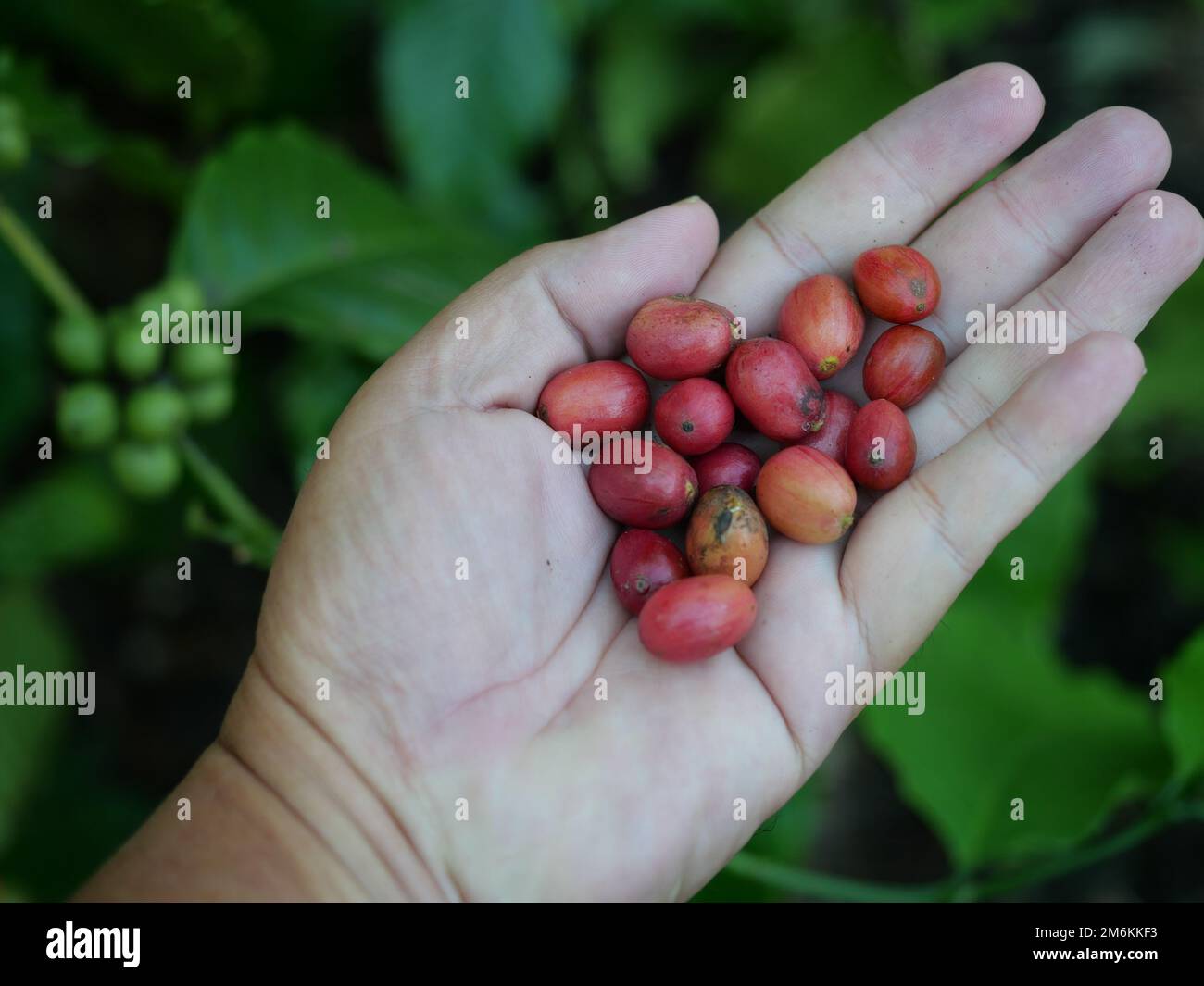 Ripe red coffee cherry beans on hand with green leaf tree plantation in background, Farmer harvesting fruit at farm Stock Photo