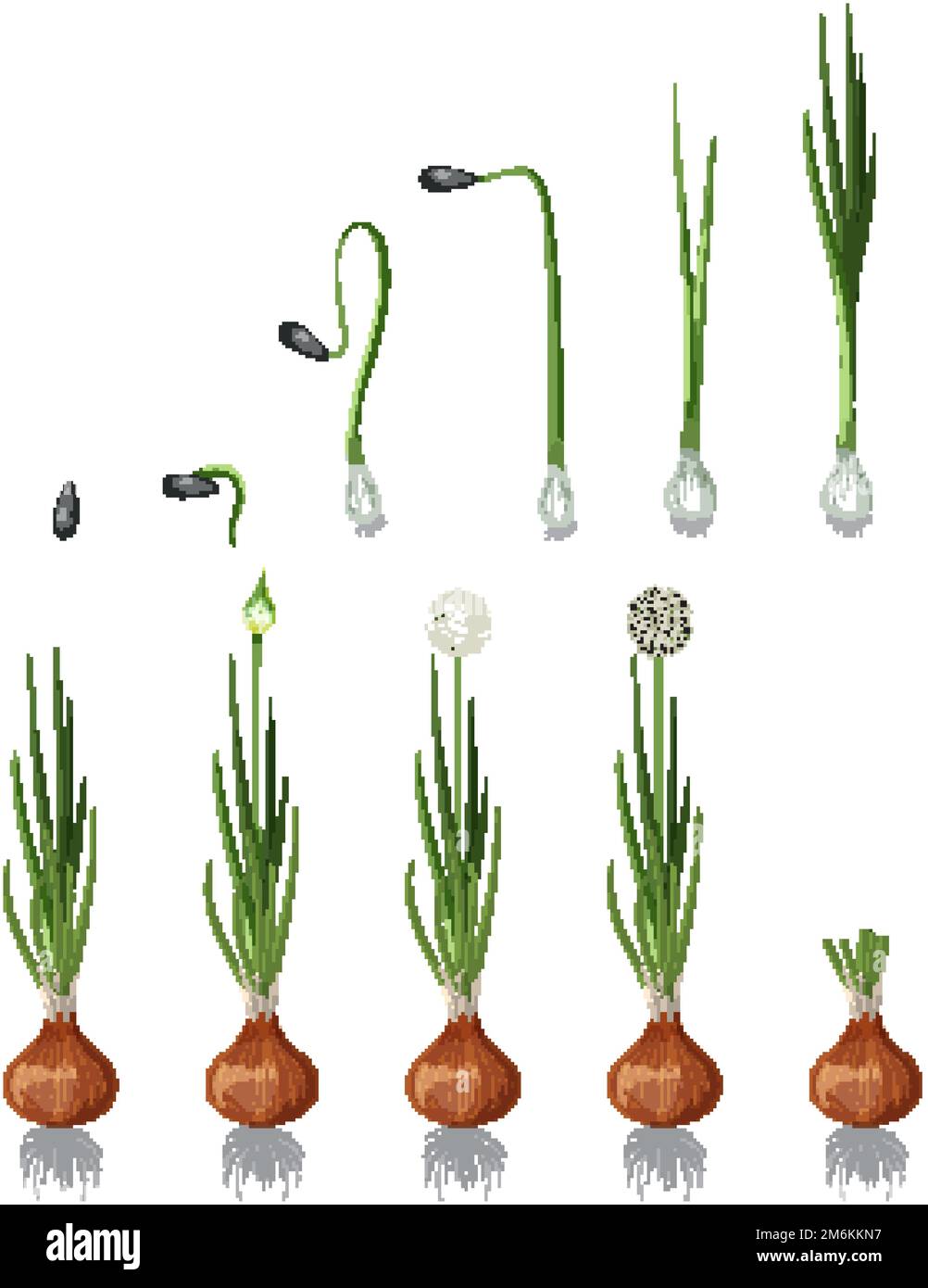 Set of onion plant element isolated illustration Stock Vector Image