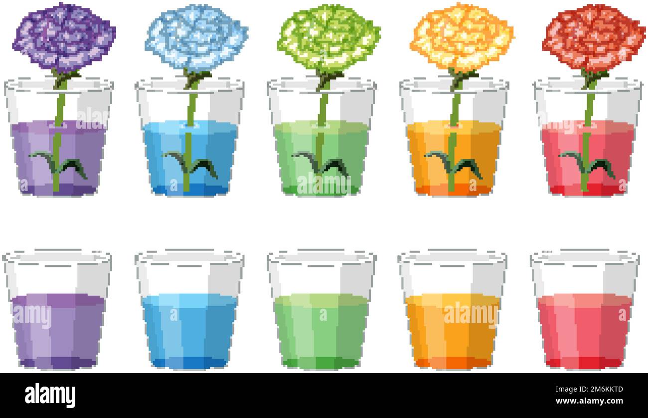 Colour changing flower science experiment illustration Stock Vector