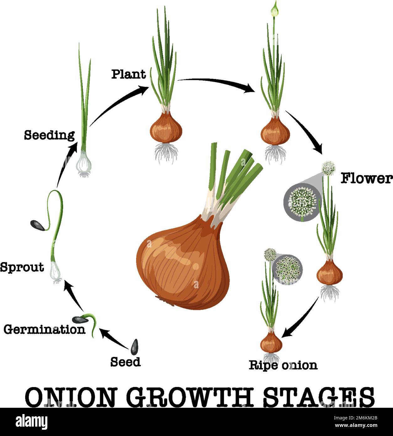 Diagram showing onion life cycle illustration Stock Vector Image & Art