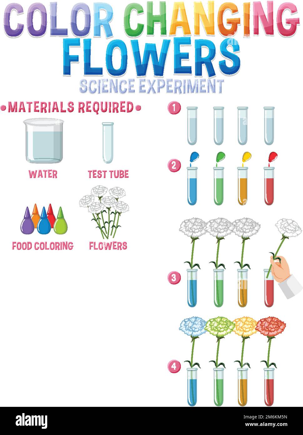 Color changing flowers science experiment illustration Stock Vector
