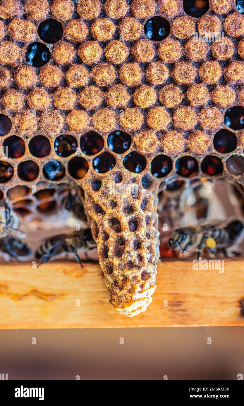 queen cell in a beehive, on a frame with a closed brood hatching a new queen bee Stock Photo
