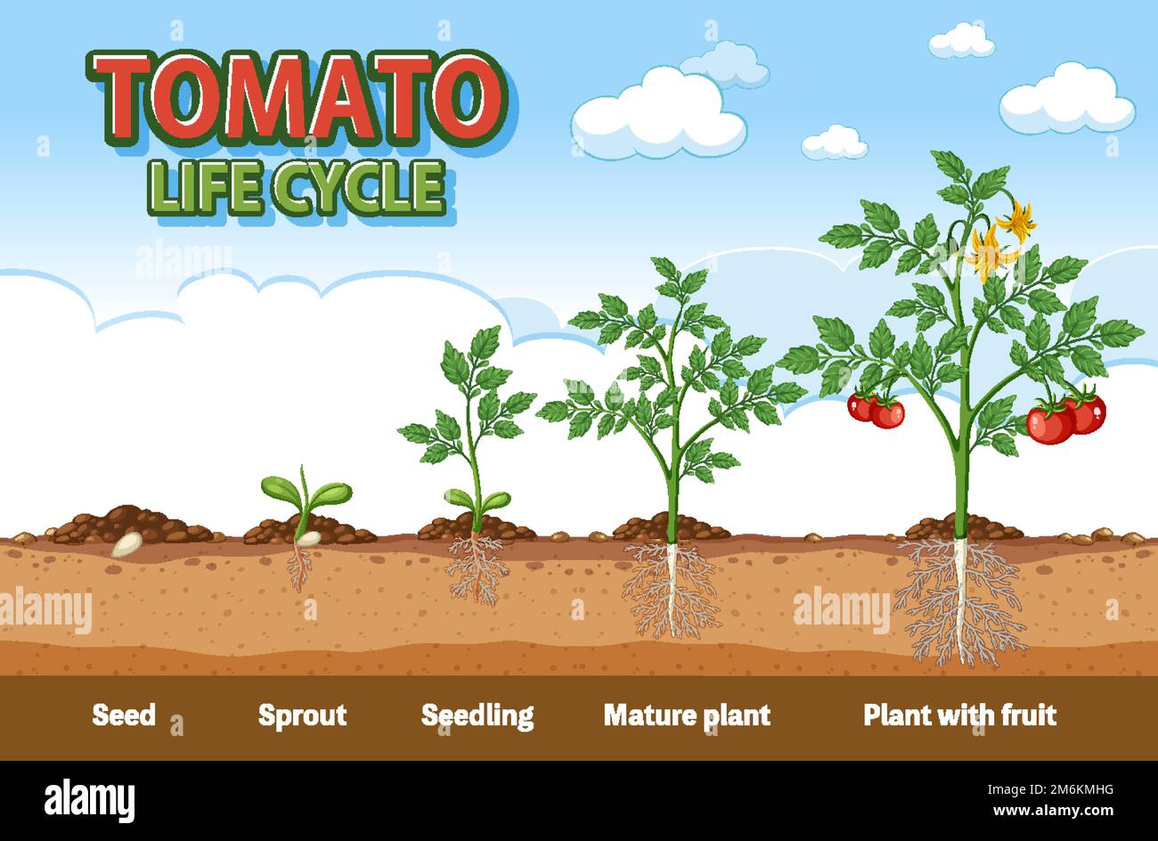Life cycle of tomato plant diagram illustration Stock Vector Image & Art Alamy