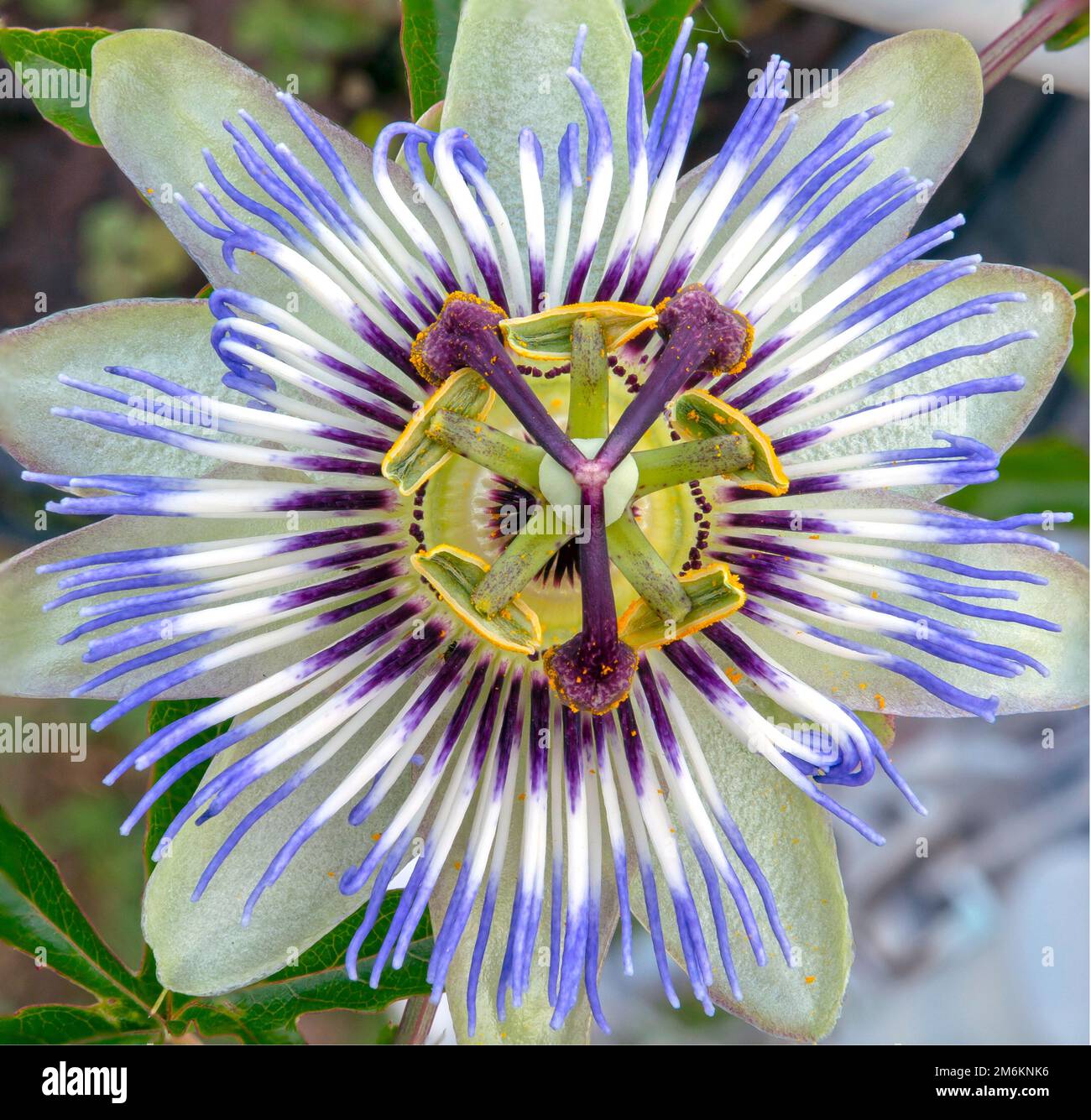 Passiflora. The Blue or Blue crown passionflower.  Selective focus on the parts of the flower Ovary, Stigma, Style and Anther. Stock Photo