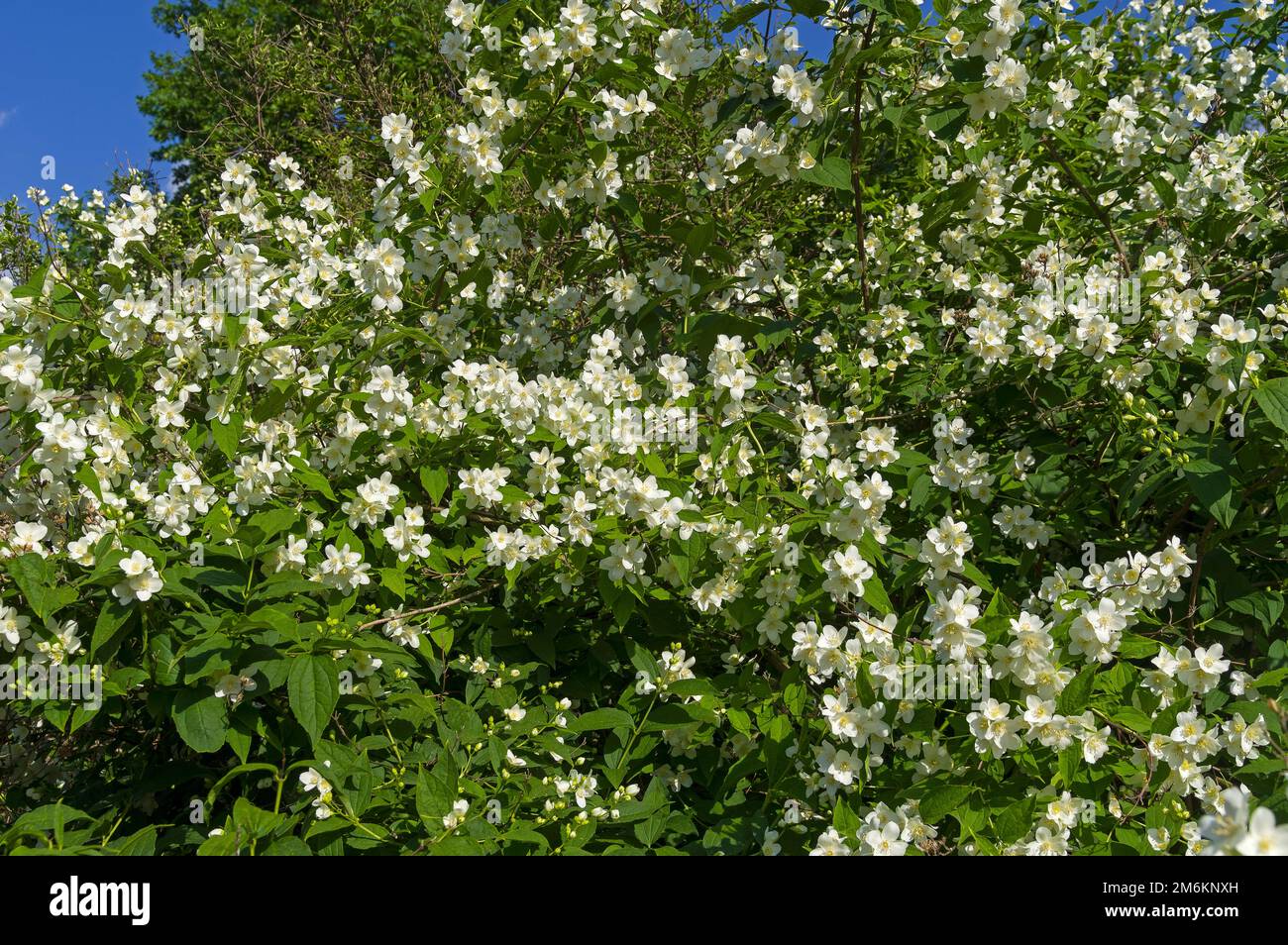 Blooming mock-orange Stock Photo