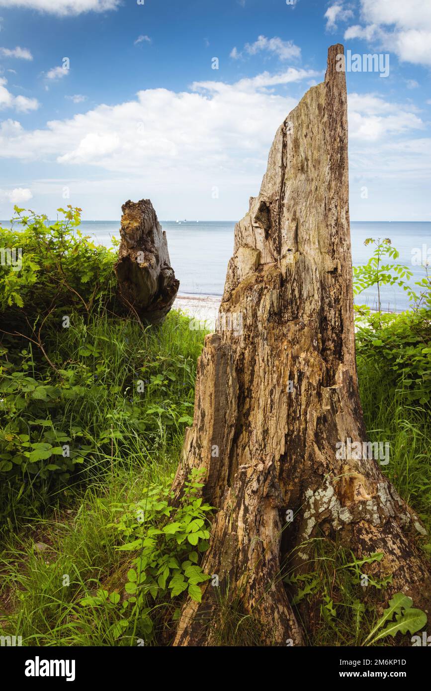 Tree trunk with roots on the shores of the Baltic Sea Stock Photo