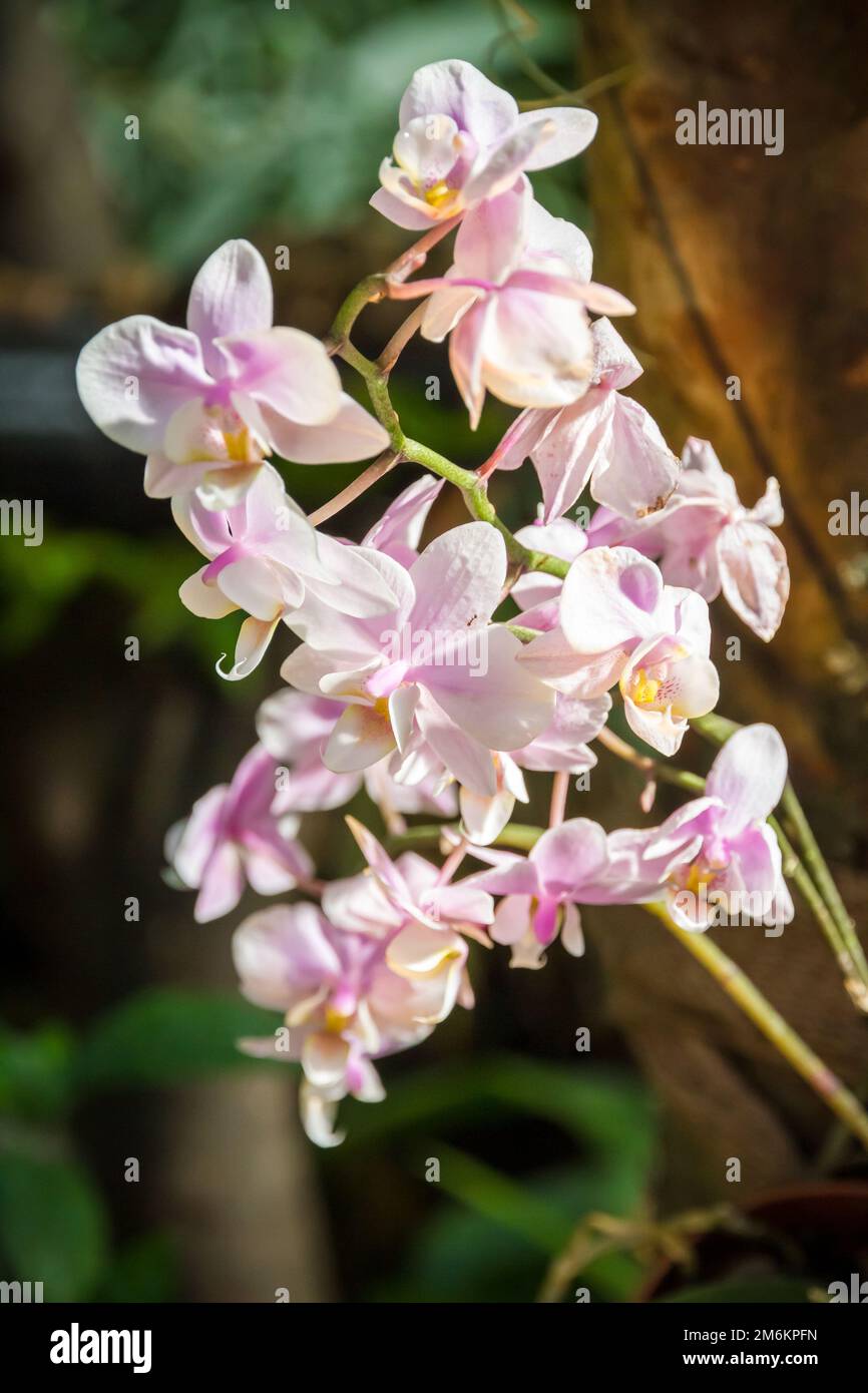 Orchid flower, rare species Stock Photo