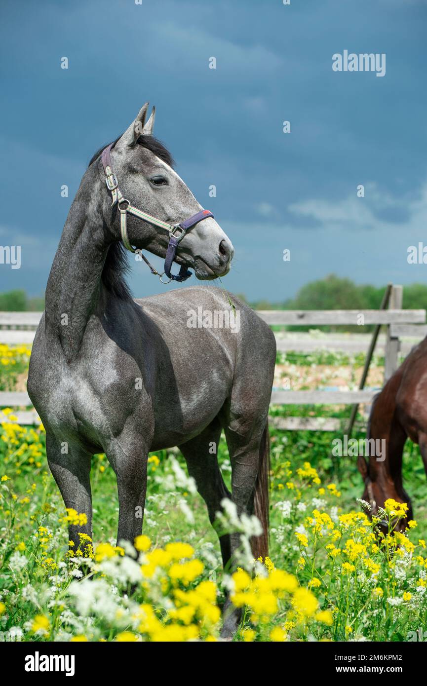 Portrait of grey horse posing in yellow blossom pasture against dramatic sky Stock Photo