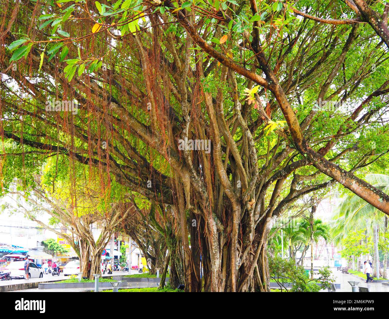 Banyan Tree in a small asian Village, Vietnam #Asia #Vietnam #aroundtheworld #SouthEastAsia #slowtravel #loveasia Stock Photo