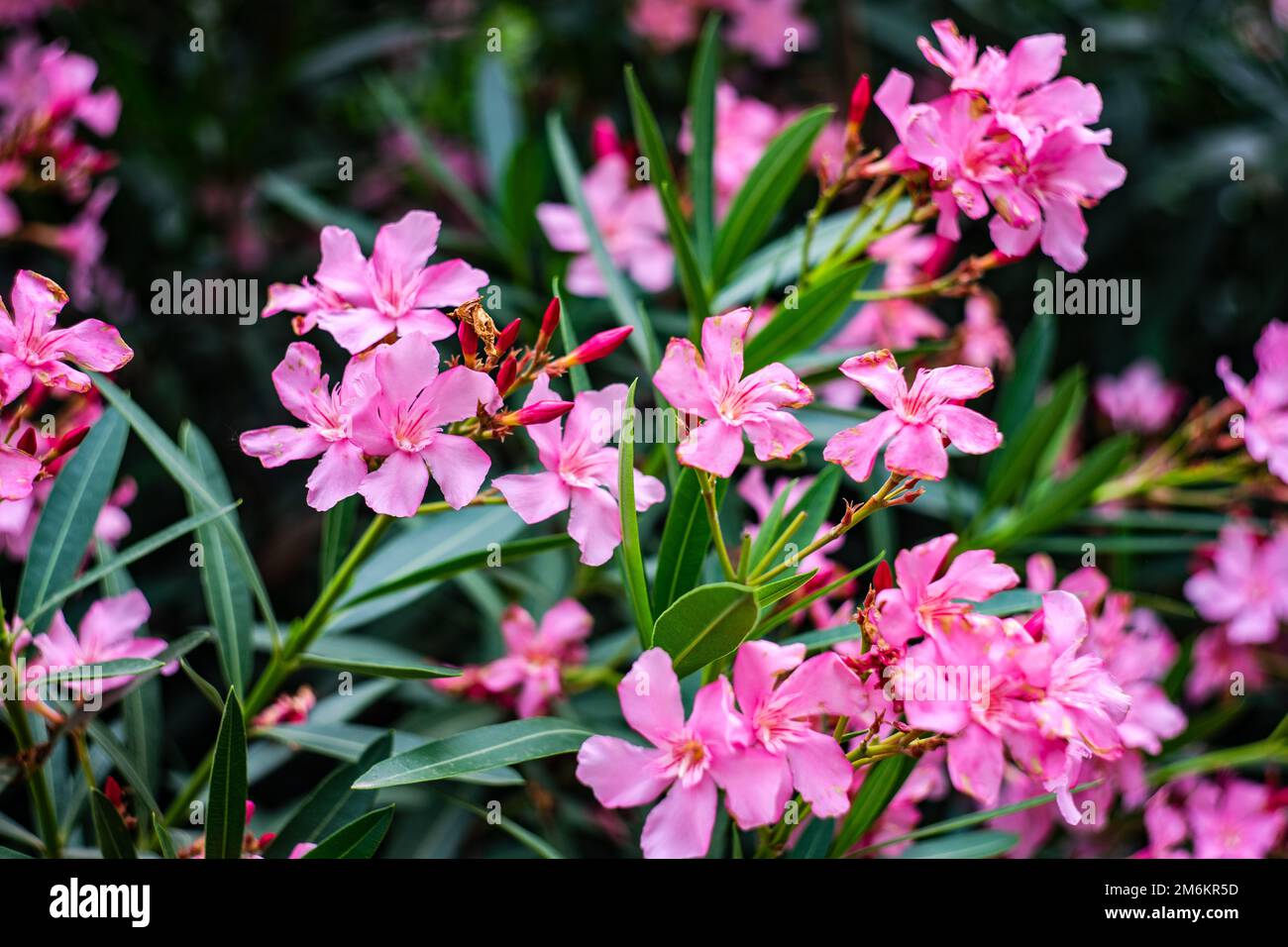 Adenium flowers hi-res stock photography and images - Alamy