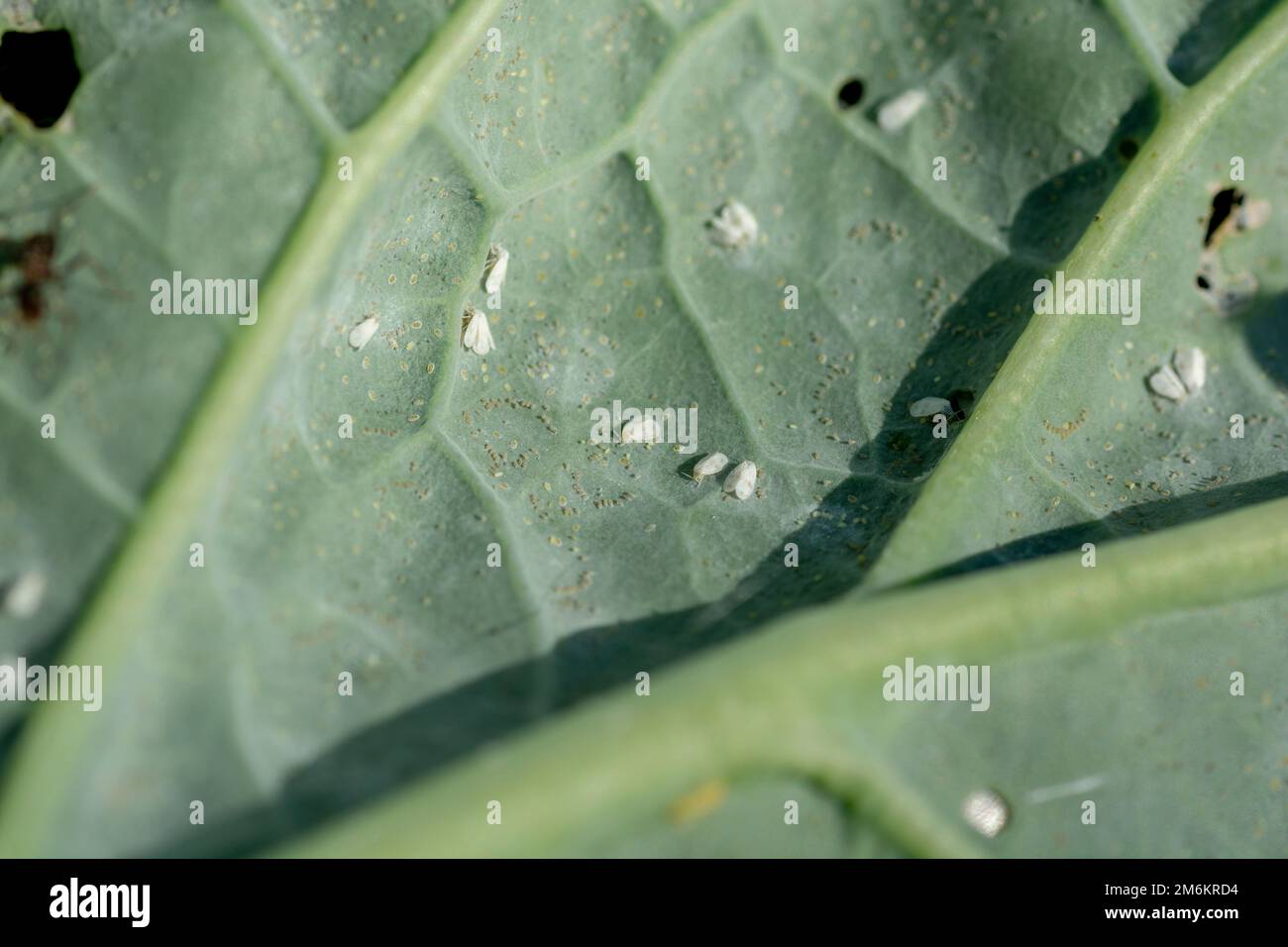 Whitefly parasite hires stock photography and images Alamy