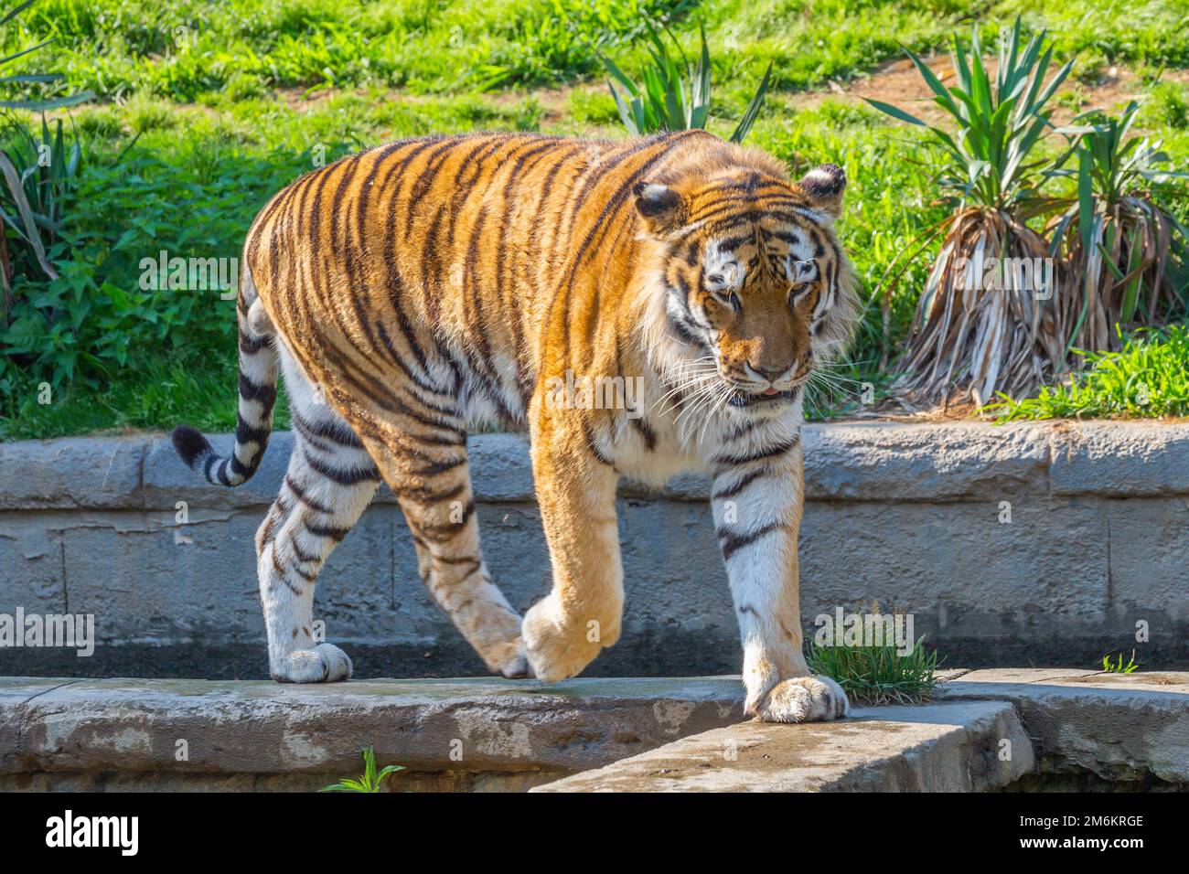 Tiger in a wildlife zoo - one of the biggest carnivore in nature. Stock Photo