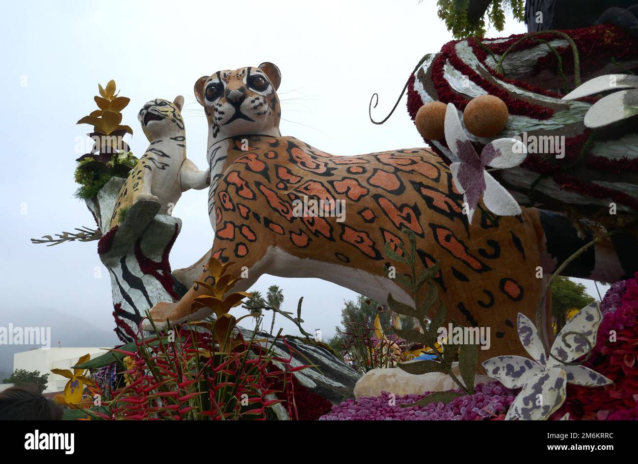 Pasadena, California, USA 3rd January 2023 Ocelots on Welcome to the