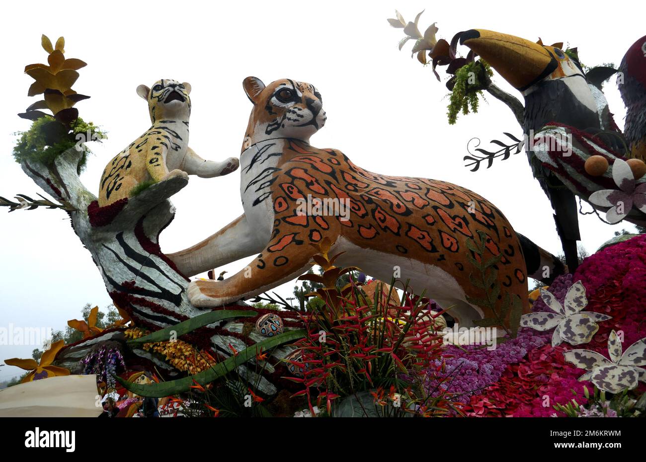 Pasadena, California, USA 3rd January 2023 Ocelots on Welcome to the