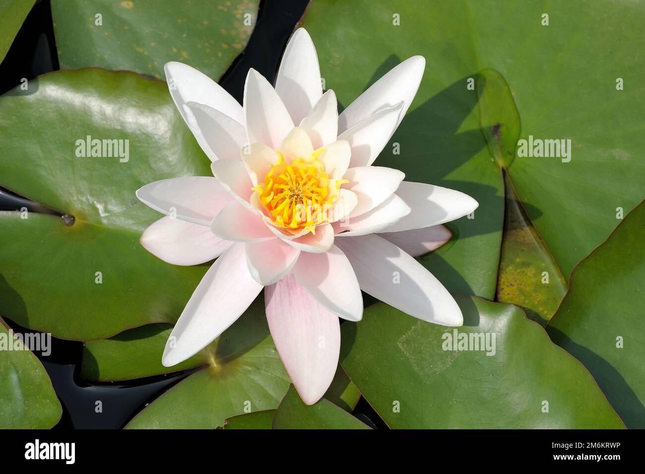 Flower white water lily Stock Photo