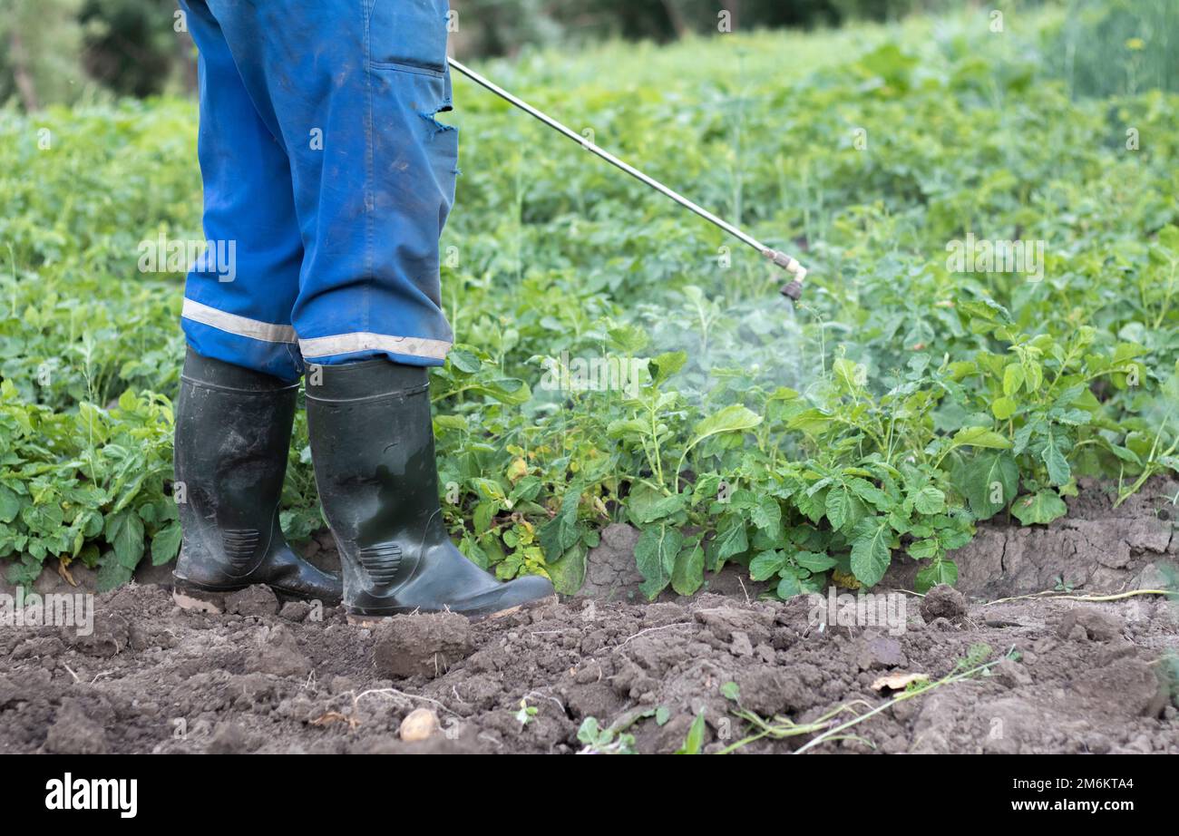 A farmer applying insecticides to his potato crop. The use of chemicals in agriculture. Fight against fungal infections and inse Stock Photo