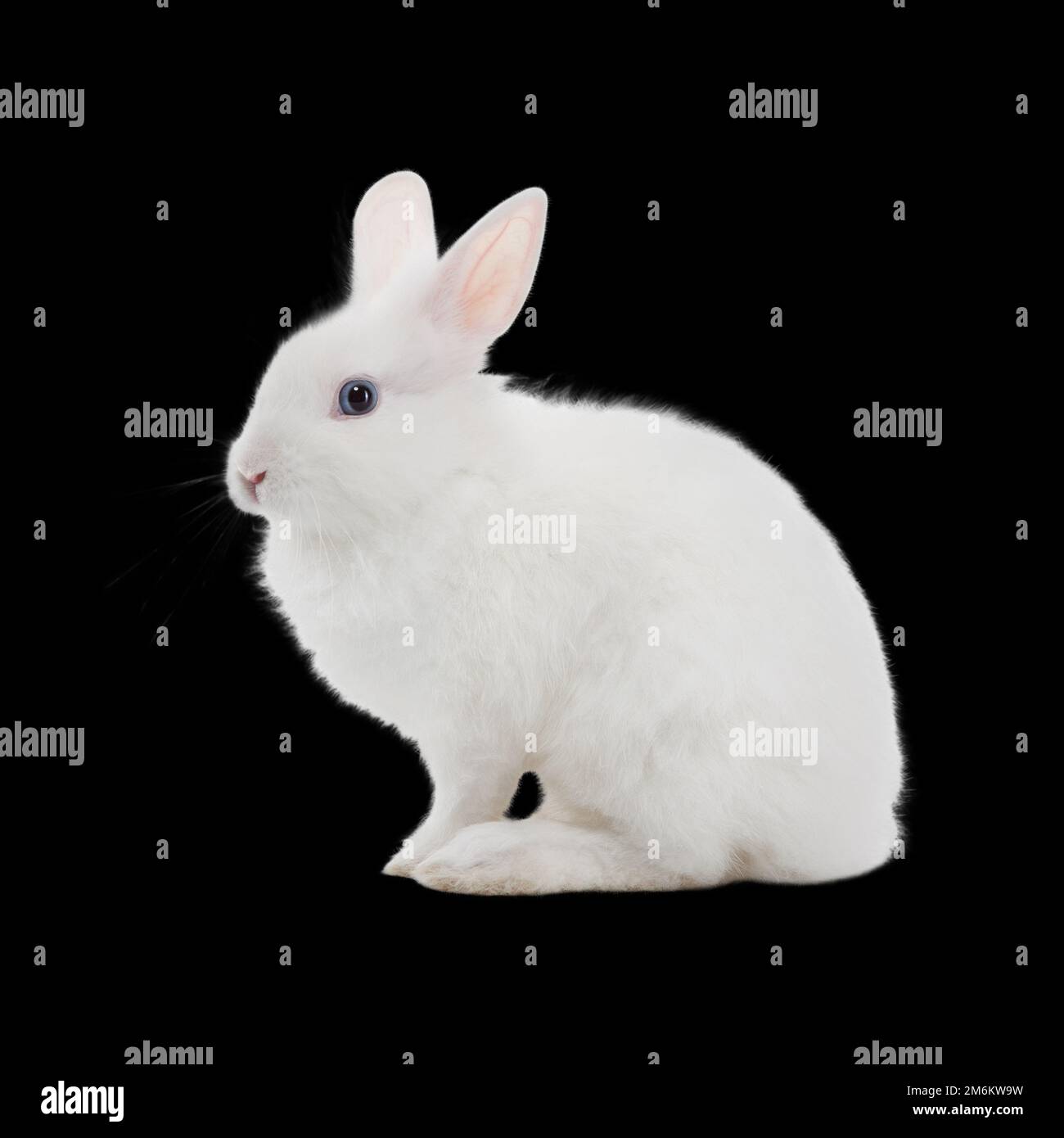 Hotot Rabbit Black Ears
