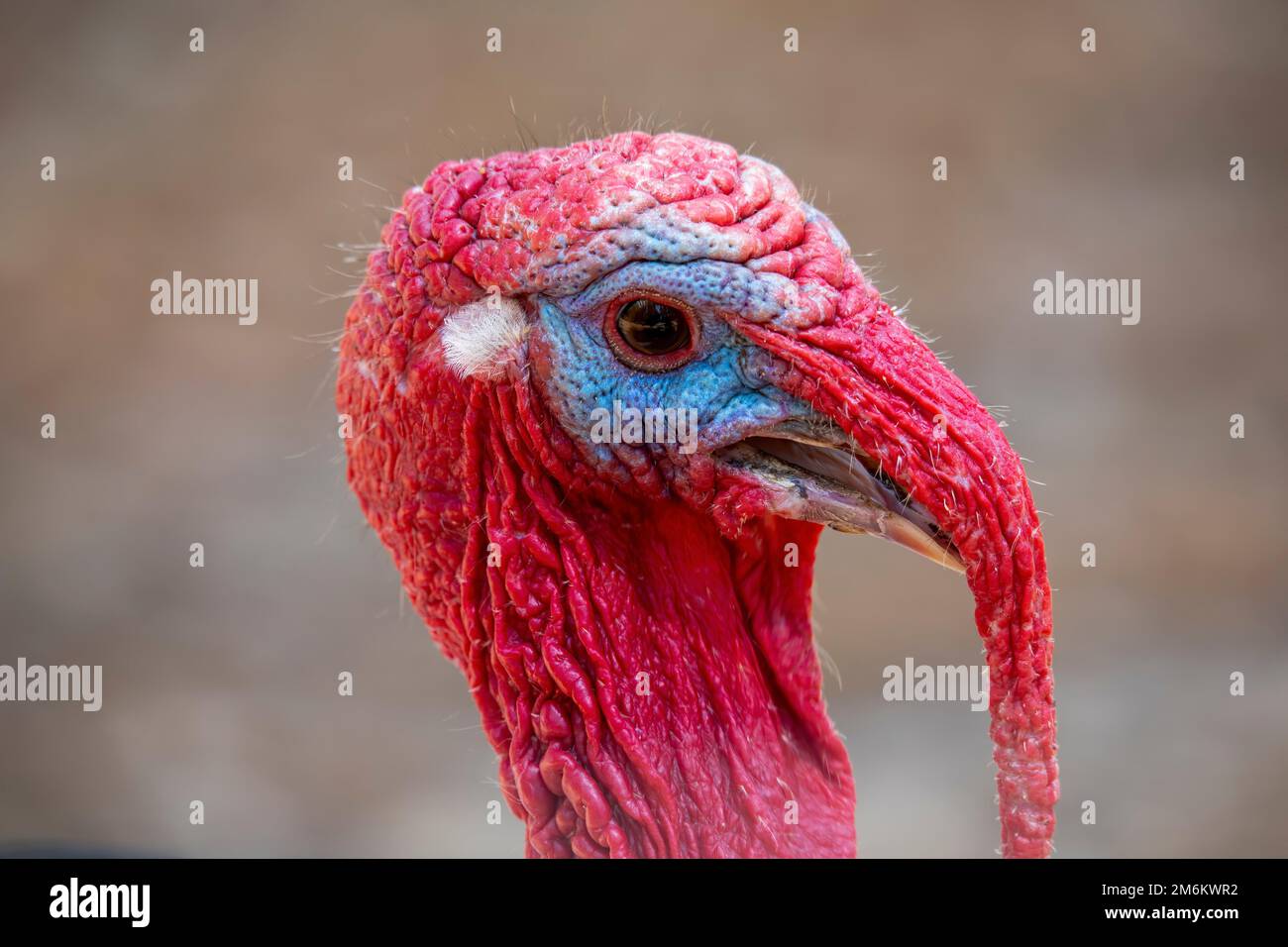 Close-up of the head of a domestic turkey - male. Stock Photo