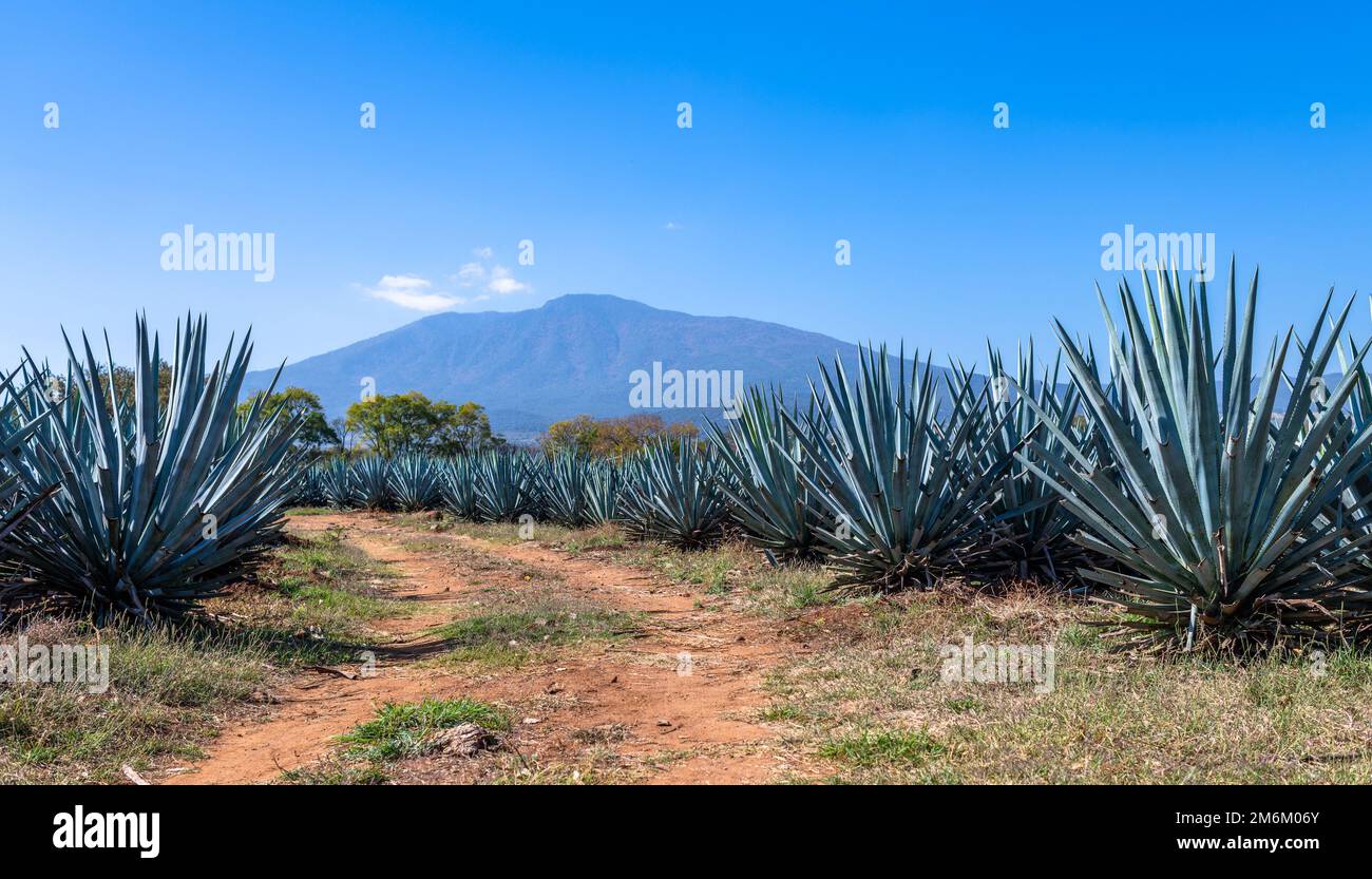 Blue Agave field in Tequila, Jalisco, Mexico Stock Photo Alamy