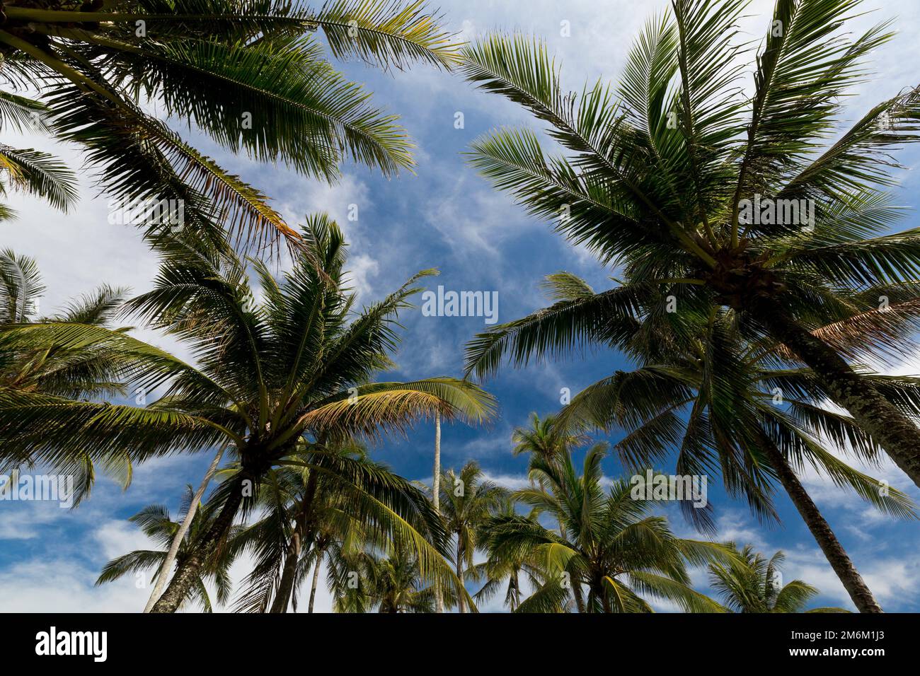 The Thai island of phuket coconut tree Stock Photo - Alamy