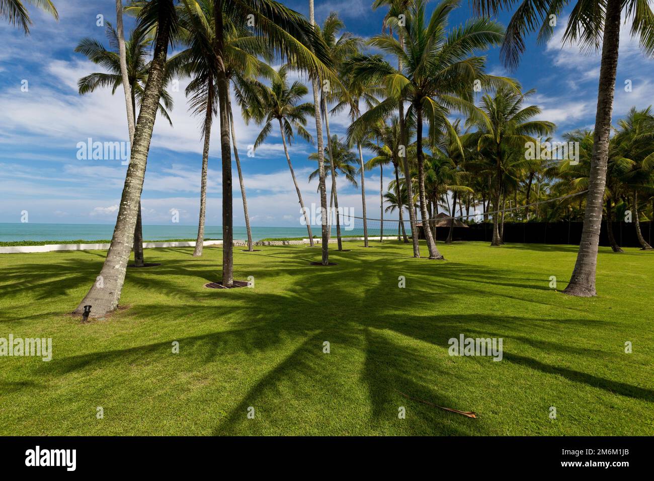 The Thai island of phuket coconut tree Stock Photo - Alamy