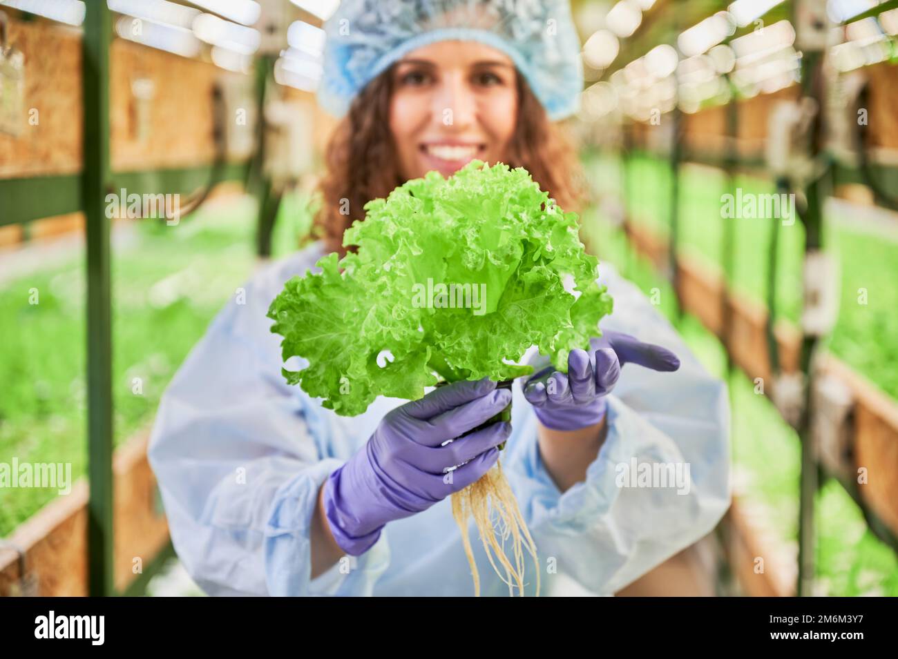 Cheerful young woman with green lettuce in hands standing in greenhouse. Close up of joyful female gardener in garden gloves holding green leafy plant and smiling on blurred background. Stock Photo