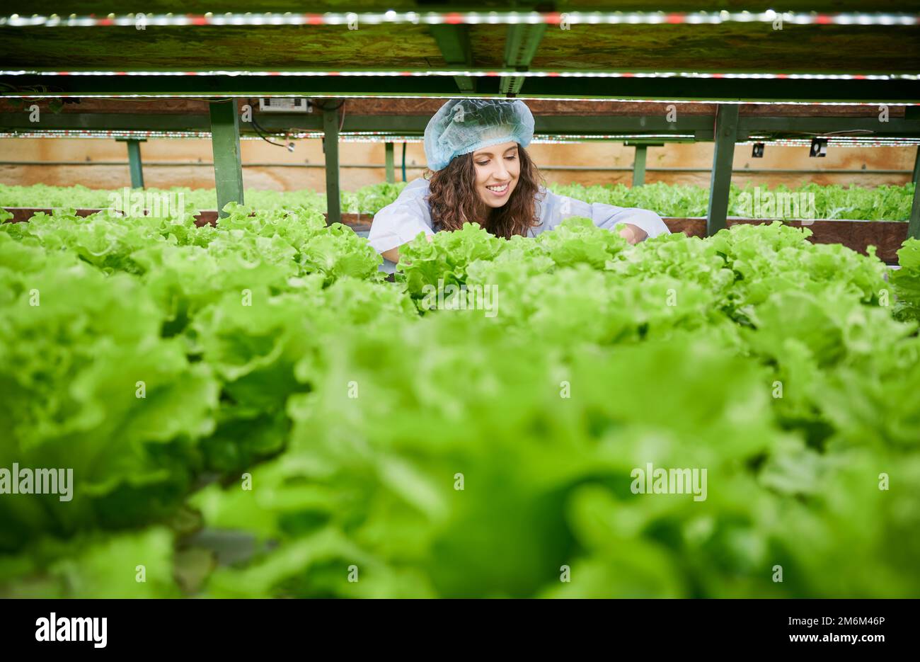 Female gardener controlling plant growth in greenhouse, holding lettuce and smiling while standing near green plants. Joyful woman wearing disposable cap and garden gloves. Stock Photo