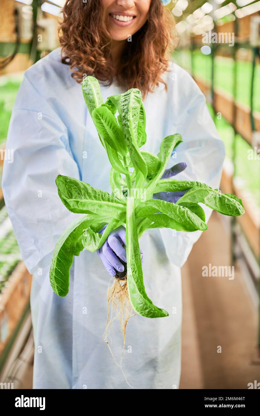 Cropped view of woman with green arugula plant in hands standing in greenhouse. Close up of female gardener hands in garden rubber gloves holding leafy green plant on blurred background. Stock Photo