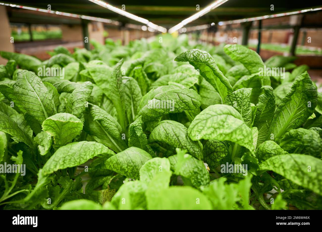 Leafy greens growing in agricultural hydroponic greenhouse. Large mustard leaves of green leafy plant cultivated in greenhouse or garden center. Stock Photo