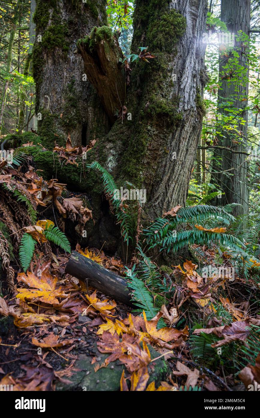 The beauty of the forest in the sunset Stock Photo - Alamy