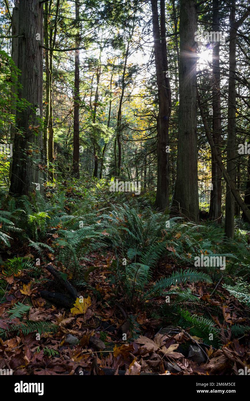The beauty of the forest in the sunset Stock Photo - Alamy
