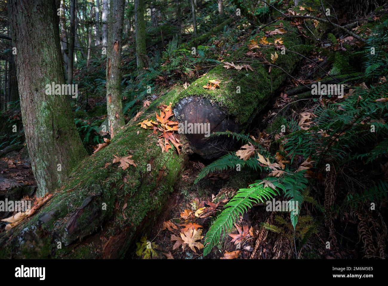 The beauty of the forest in the sunset Stock Photo - Alamy