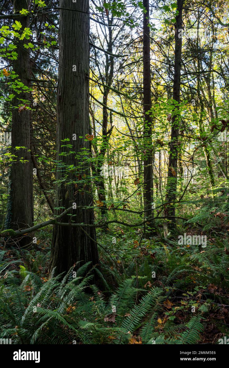 The beauty of the forest in the sunset Stock Photo - Alamy