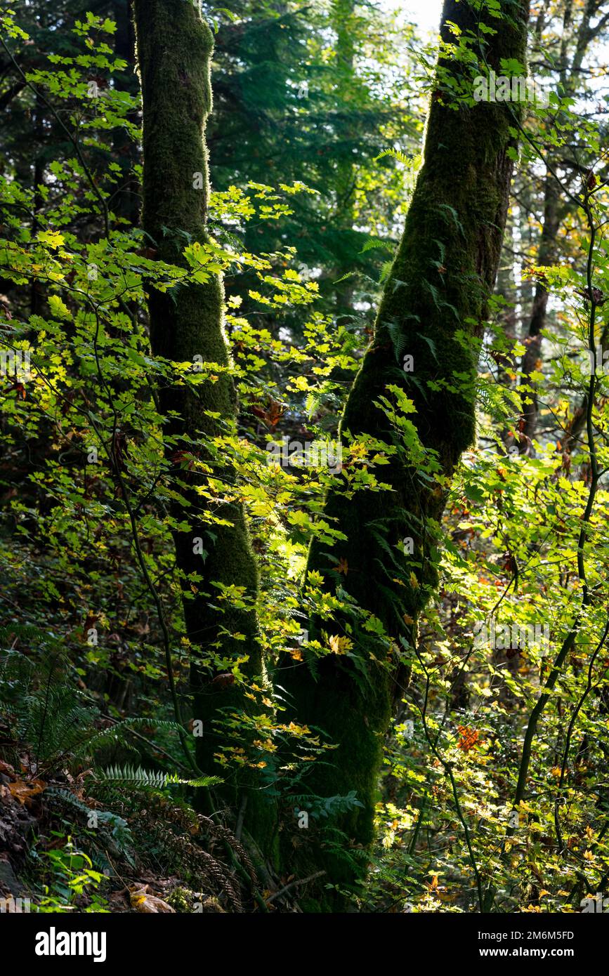 The beauty of the forest in the sunset Stock Photo - Alamy