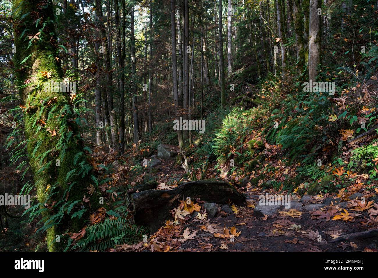 The beauty of the forest in the sunset Stock Photo - Alamy