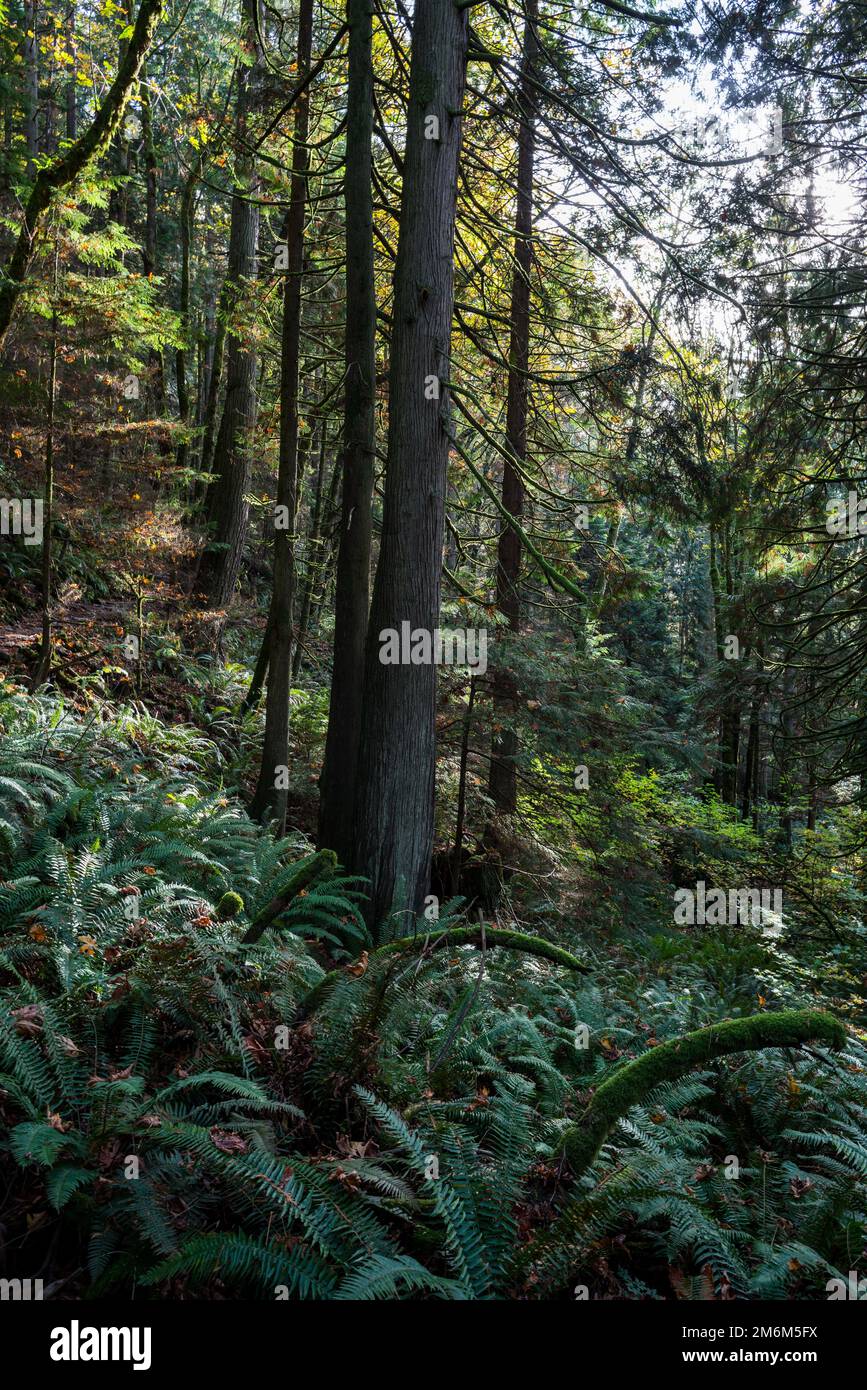 The beauty of the forest in the sunset Stock Photo - Alamy