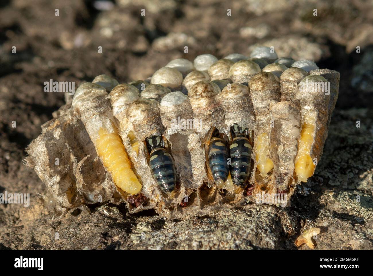 Wasp nest cross section. Vespula germanica vespiary close up. Detail