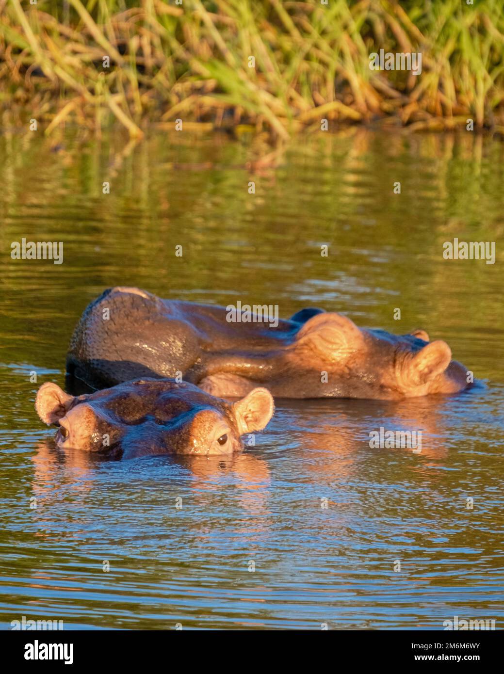 Hippo in St Lucia South Africa, Hippos at Lake St. Lucia South Africa Stock Photo