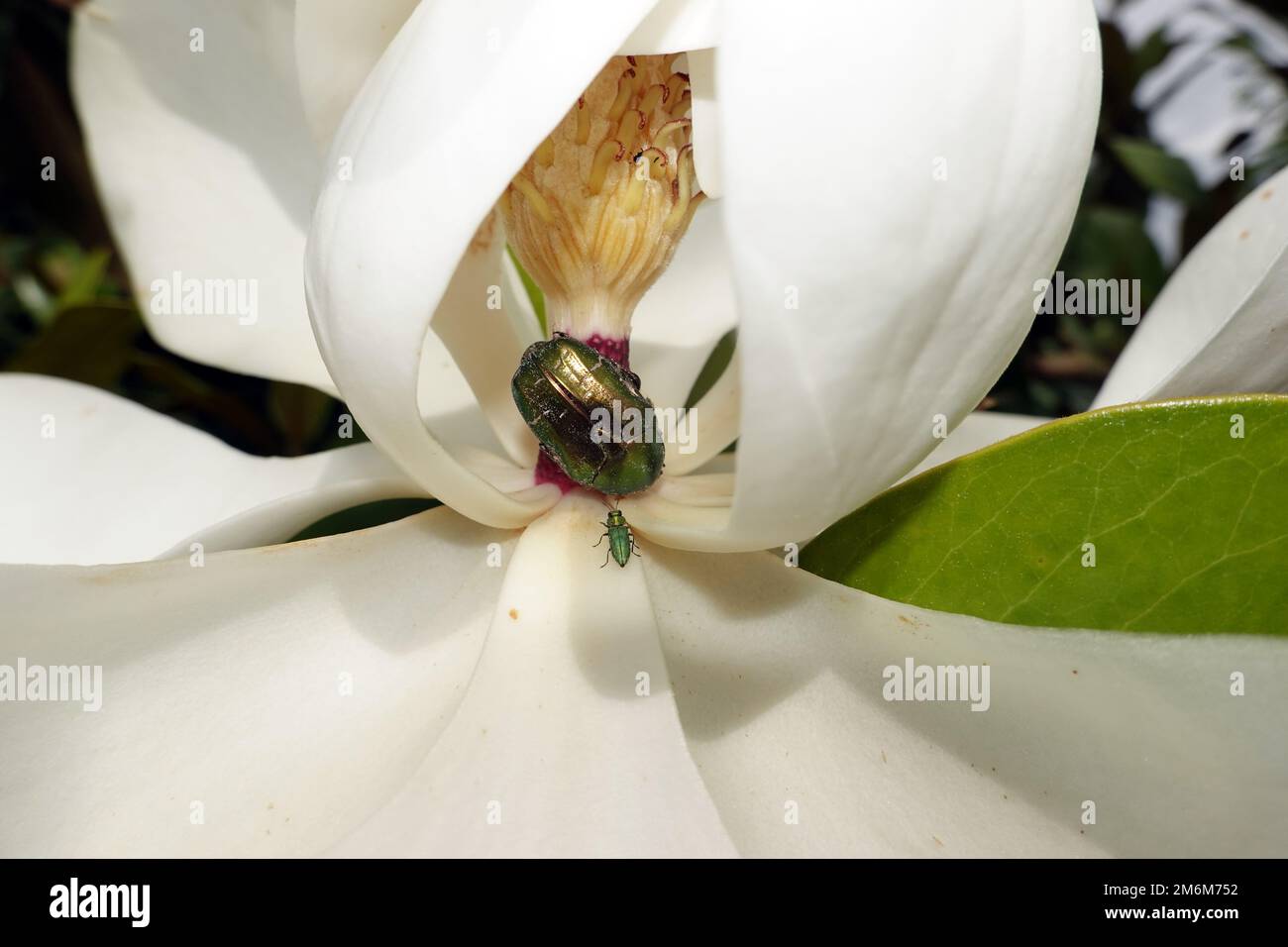 Rose beetle and shiny flower splendor beetle on the flower of an evergreen magnolia Stock Photo