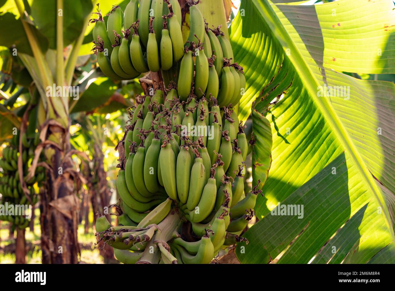 Green banana plants growing on a farm along the River Nile in Upper