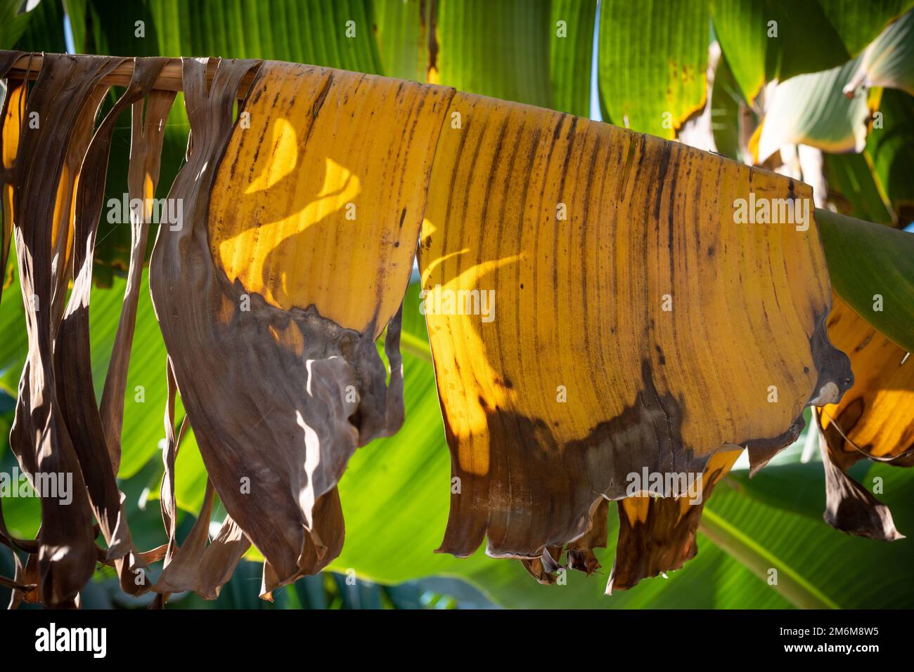 Yellow dead leaves of a banana plant, water intensive crops growing in