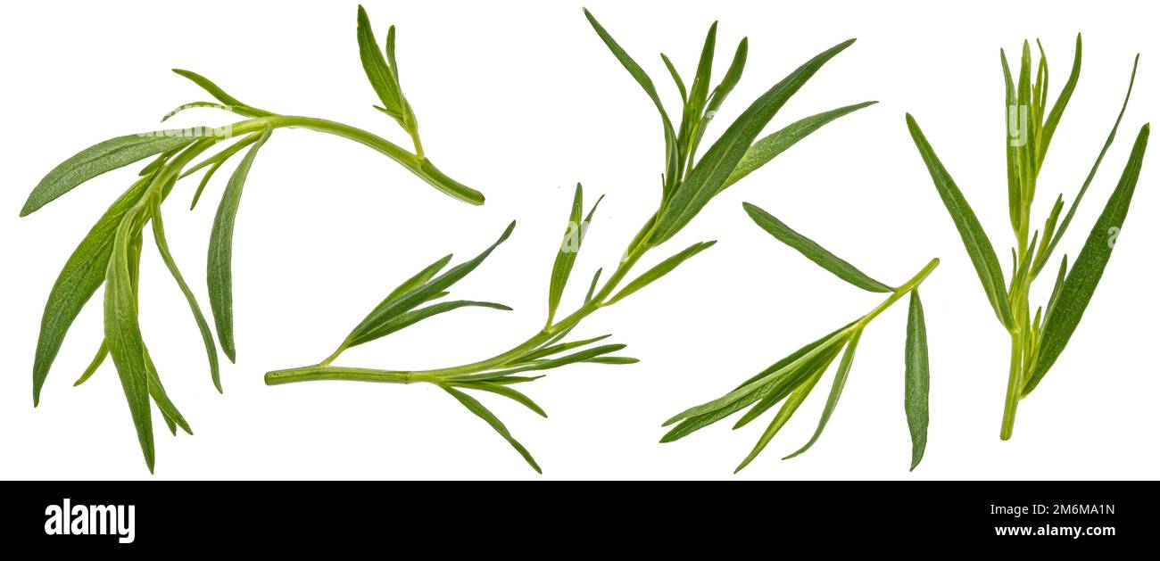 Tarragon leaves isolated on white background with clipping path Stock
