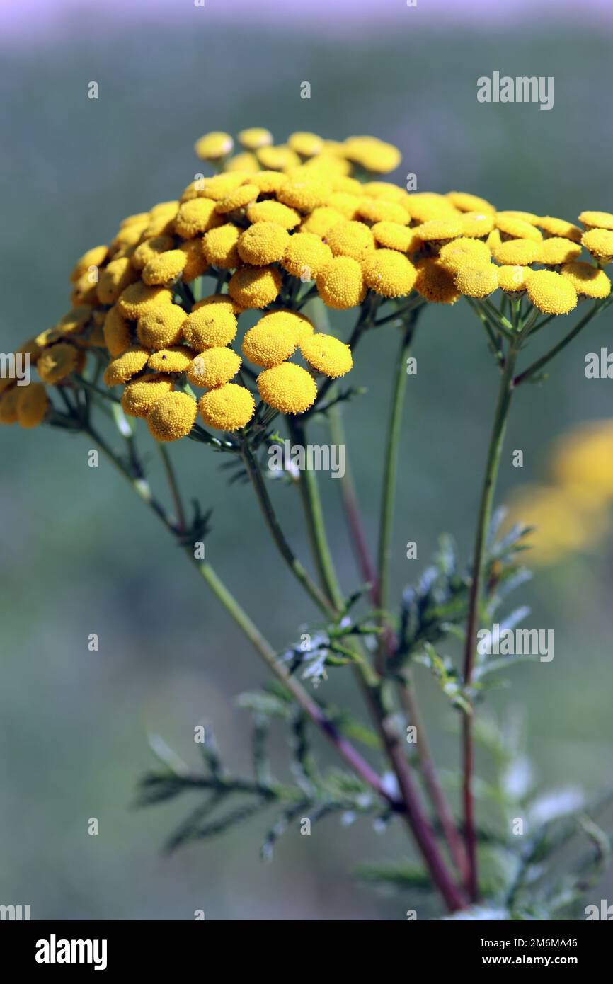 Tansy or Wormweed (Tanacetum vulgare, syn. Chrysanthemum vulgare) Stock Photo