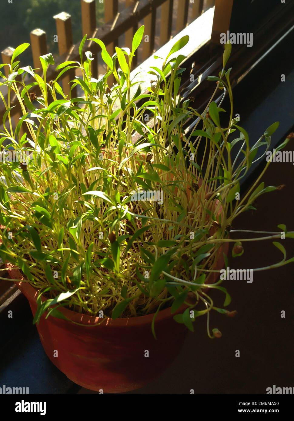 Coriander plant/cilantro growing in a pot kept near the window sill in