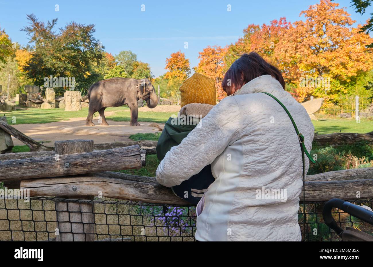 banksy elephant zoo