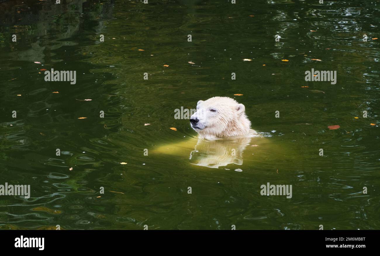 Polar bear swimming in water pool autumn zoo Stock Photo